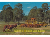 151 - Bullen's Lion Safari in Beenleigh