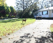 17 - Deer in house yard in Victoria