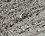 26 - Mountain Goat seen from  Columbia Icefield Skywalk