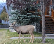 59 - Deer in house yard in Banff