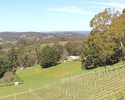 74 - Adelaide Hills vineyard