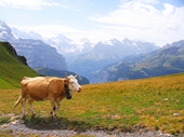 29 - Cow in front of Lauterbrunenn Valley