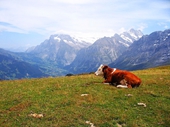 44 - Cow resting above Grindelwald valley