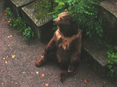 140 - One of Berne's bears