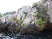 46 - Rock carving along Lake Taupo