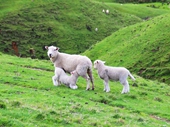 94 - NZ Sheep