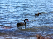 55 - Blacks Swans on Swan River