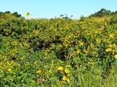 84 - Wildflowers on road up to Montville