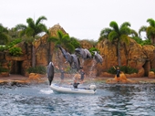 88 - Sea World Dolphin Show