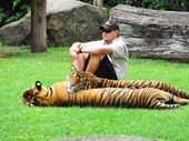 62 - Tigers at Dreamworld